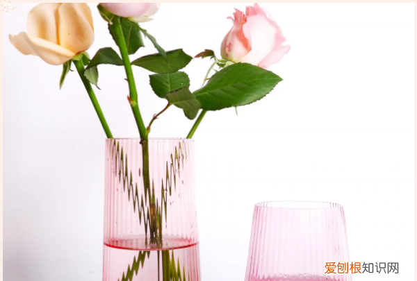 玫瑰花怎么养才不会枯萎