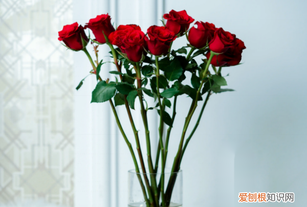 玫瑰花怎么养才不会枯萎