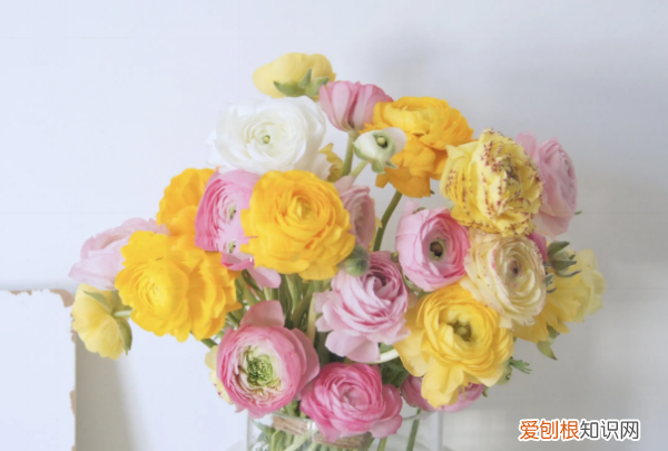 玫瑰花怎么养才不会枯萎