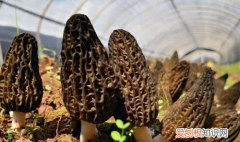 羊肚菌保质期多长时间，新鲜的羊肚菌可以保存多久