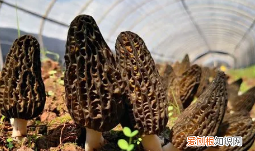 羊肚菌保质期多长时间，新鲜的羊肚菌可以保存多久