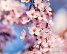 为什么叫桃花运，为什么叫做桃花运