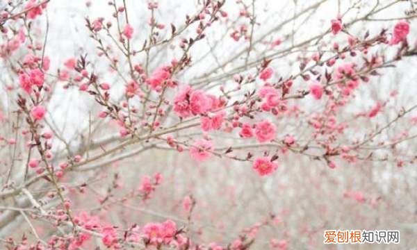 为什么叫桃花运,为什么叫做桃花运