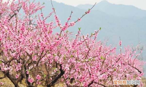 为什么叫桃花运,为什么叫做桃花运