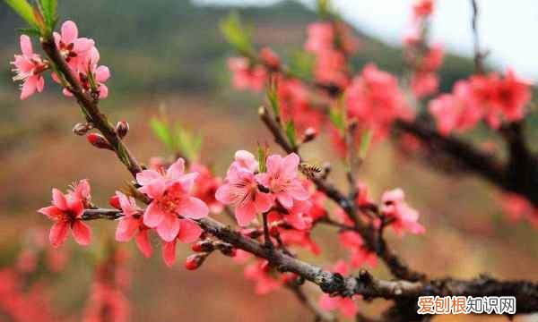 为什么叫桃花运,为什么叫做桃花运