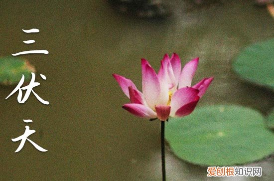 2023年什么时候入伏 入伏从哪一天开始2023