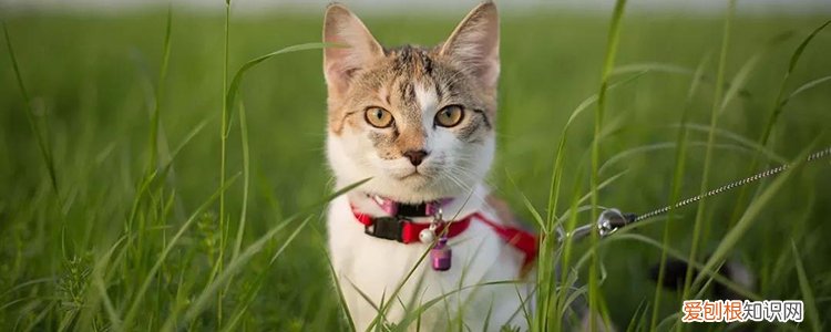 被猫抓出血要打疫苗吗?,被猫抓出血要不要打狂犬病疫苗,被猫抓出血需要打狂犬疫苗吗