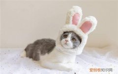狸花猫可以吃饭吗怎么喂 狸花猫可以吃饭吗