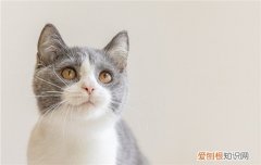 狸花猫长大后还会粘人吗 狸花猫从小养会很粘人吗