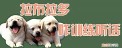 拉布拉多怎么训练听话，拉布拉多怎么训练听话能力