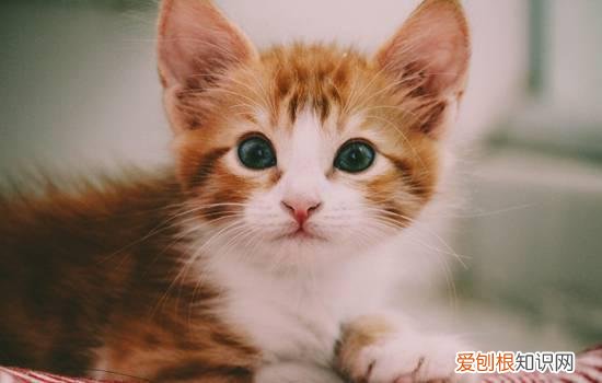 被猫抓出血要打几针,被猫抓狂犬疫苗打几针,被猫抓要打几针疫苗，被猫抓了要打狂犬疫苗几针