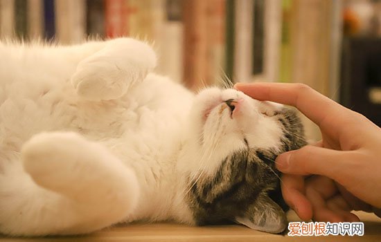被猫抓出血要打几针,被猫抓狂犬疫苗打几针,被猫抓要打几针疫苗，被猫抓了要打狂犬疫苗几针