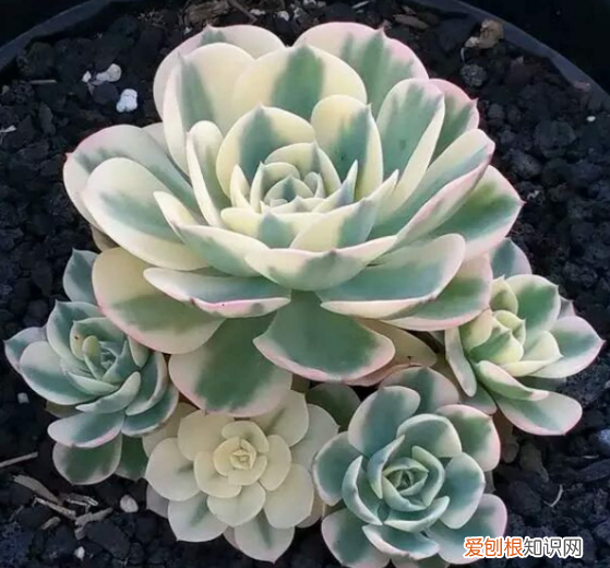 多肉养着有什么用 养多肉植物的经验
