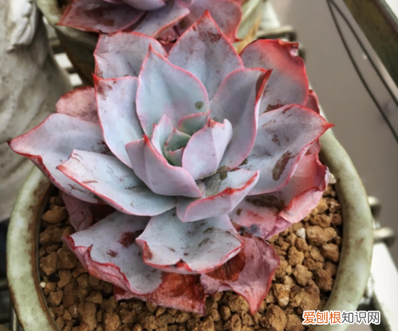 多肉养着有什么用 养多肉植物的经验