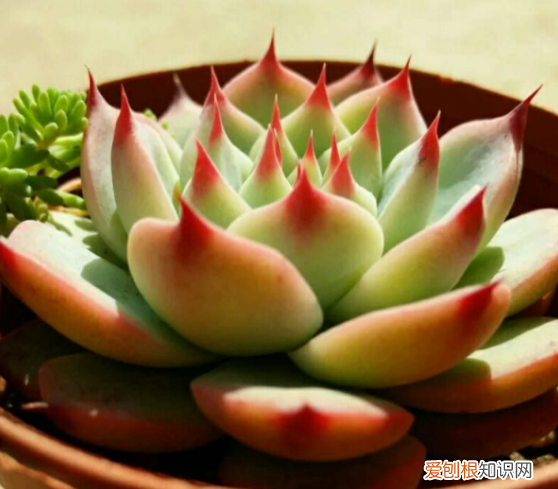多肉养着有什么用 养多肉植物的经验