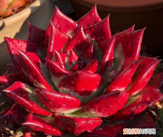 多肉养着有什么用 养多肉植物的经验