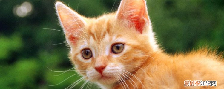 被猫抓出了一点点血,被猫抓出了一丁点血,被猫抓出了一个小红点，被猫抓了一个小红点流了点血