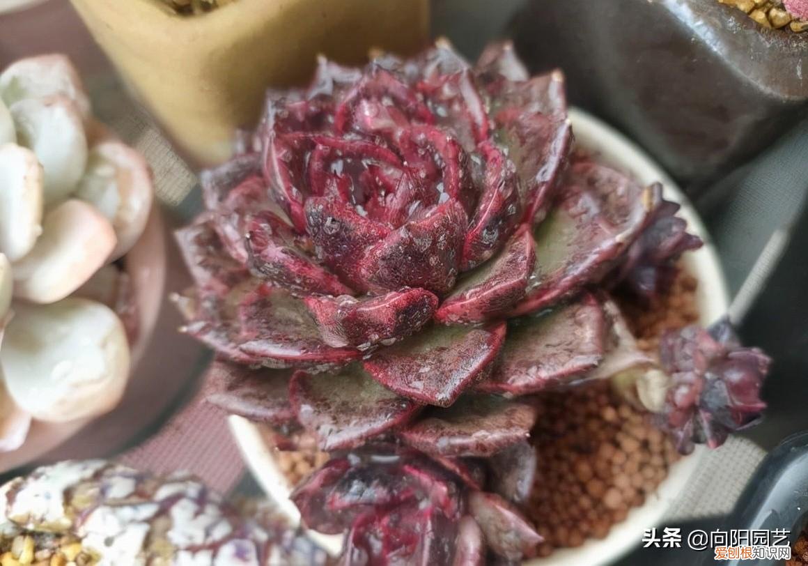 多肉买回来后怎么种 多肉刚买回来怎么盆栽