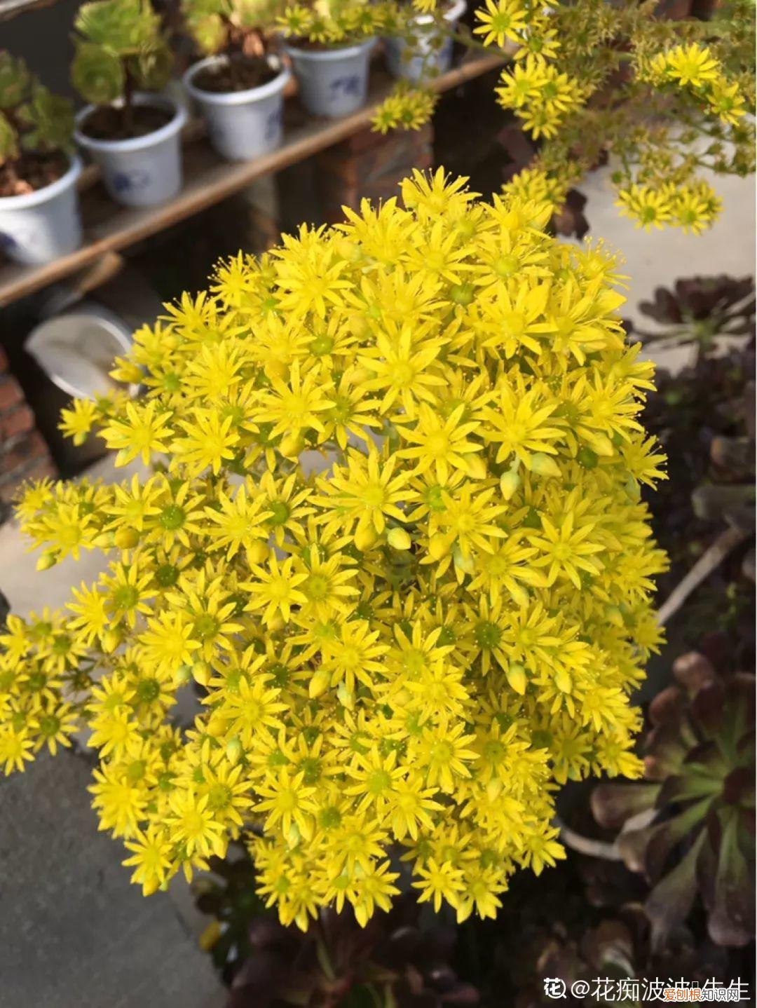 多肉开花好吗? 多肉花好不好养