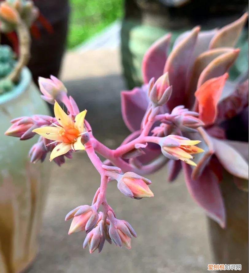多肉开花好吗? 多肉花好不好养