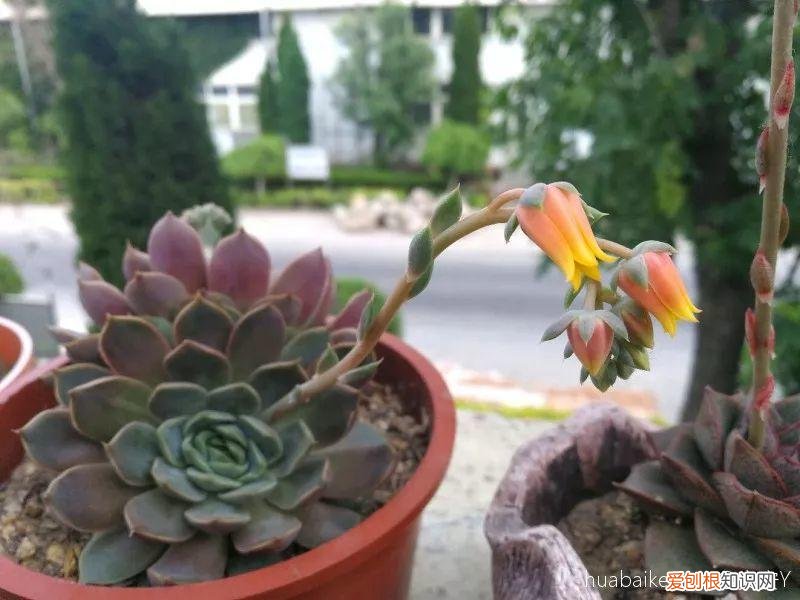 多肉开花好吗? 多肉花好不好养
