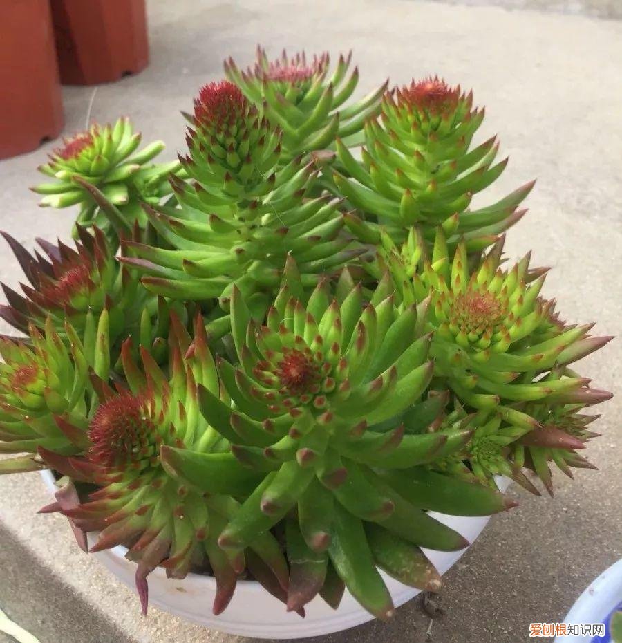 多肉开花好吗? 多肉花好不好养