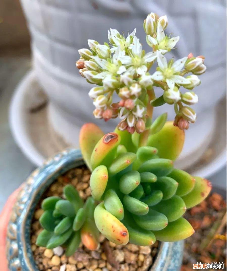 多肉开花好吗? 多肉花好不好养