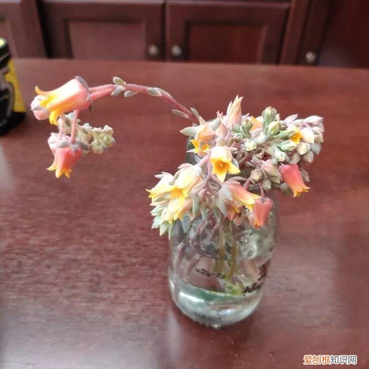 多肉开花好吗? 多肉花好不好养