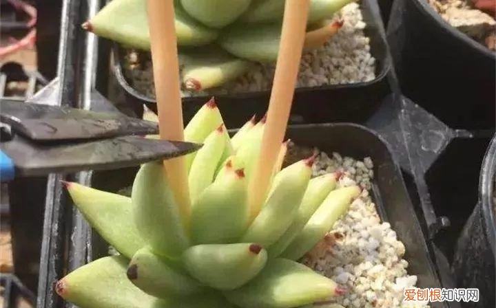 多肉开花好吗? 多肉花好不好养