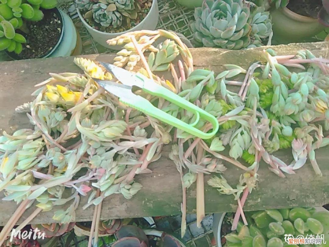 多肉开花好吗? 多肉花好不好养