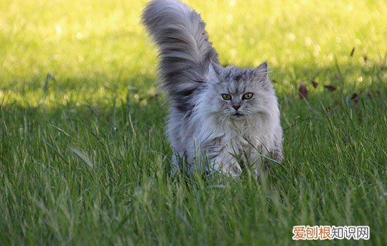被猫抓出血了要打狂犬疫苗吗,被猫抓出血了一定要打针吗,被猫抓出血了要打针吗
