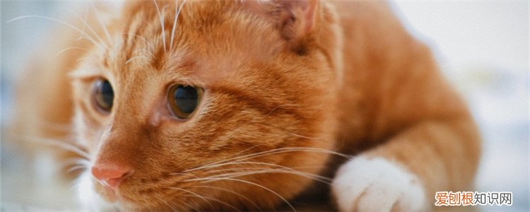 猫咪流口水,透明的不臭怎么回事,猫咪流口水,透明的不臭还有眼泪,猫咪流口水,透明的不臭,会怎么样