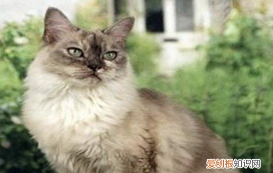 怎么判断猫有蜱虫,猫咪身上蜱虫是什么样的,,怎么判断猫有没有蜱虫
