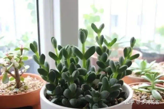 怎么能养好多肉植物图片 怎么能养好多肉植物视频