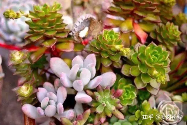 怎么能养好多肉植物图片 怎么能养好多肉植物视频