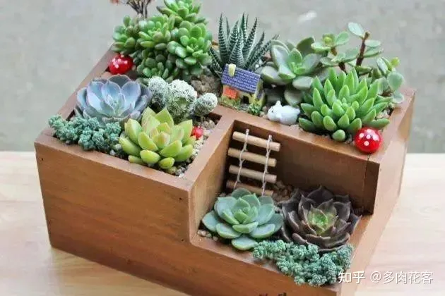 怎么能养好多肉植物图片 怎么能养好多肉植物视频