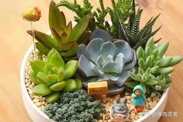 怎么能养好多肉植物图片 怎么能养好多肉植物视频