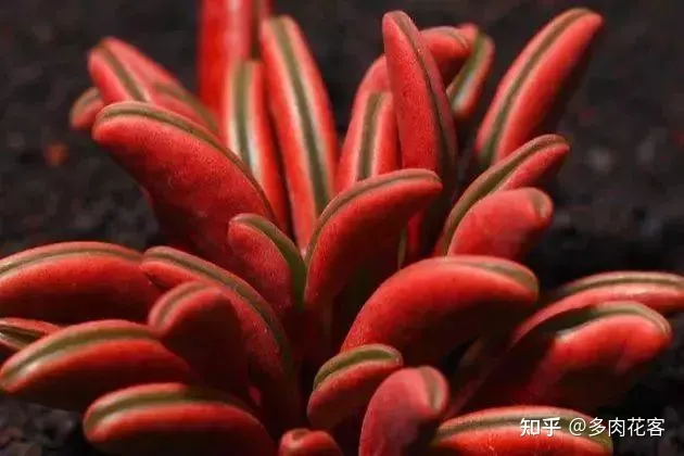 怎么能养好多肉植物图片 怎么能养好多肉植物视频