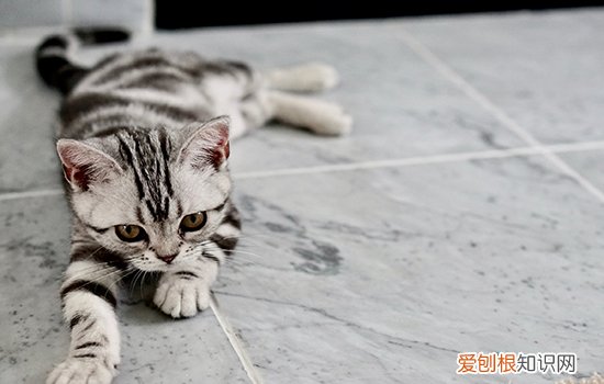 猫身上有黑色的颗粒,猫身上有黑色的小点,猫身上有黑色的小点点,猫身上有一颗颗黑色的