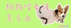 狗狗咬电线怎么办，狗狗喜欢咬电线怎么办