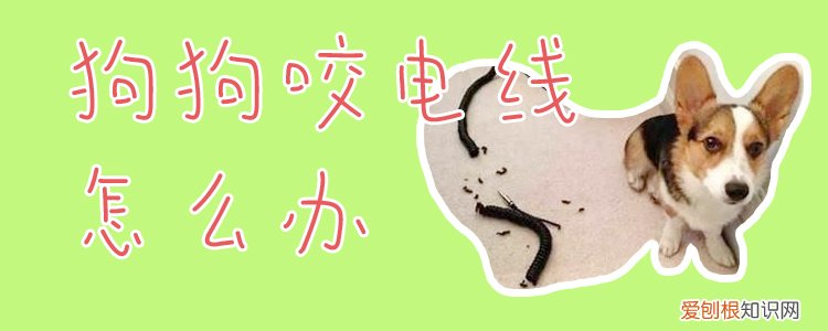 狗狗咬电线怎么办，狗狗喜欢咬电线怎么办
