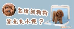 怎样训狗狗定点大小便，怎么训练狗狗定点大小便