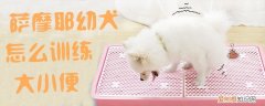 萨摩耶幼犬怎么训练大小便，怎么训练萨摩耶幼犬定点大小便