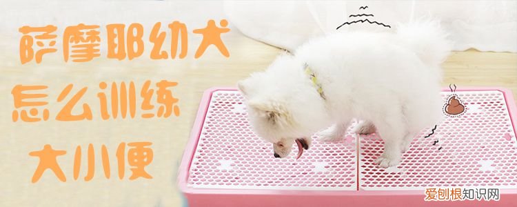 萨摩耶幼犬怎么训练大小便，怎么训练萨摩耶幼犬定点大小便