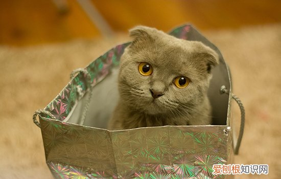 猫角膜溃疡,猫咪角膜溃疡,小猫角膜溃疡，猫咪角膜溃疡是什么引起的
