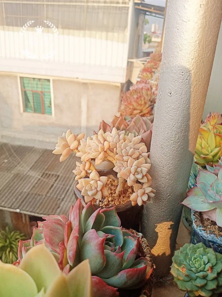 多肉应该怎么养 多肉怎么养呀