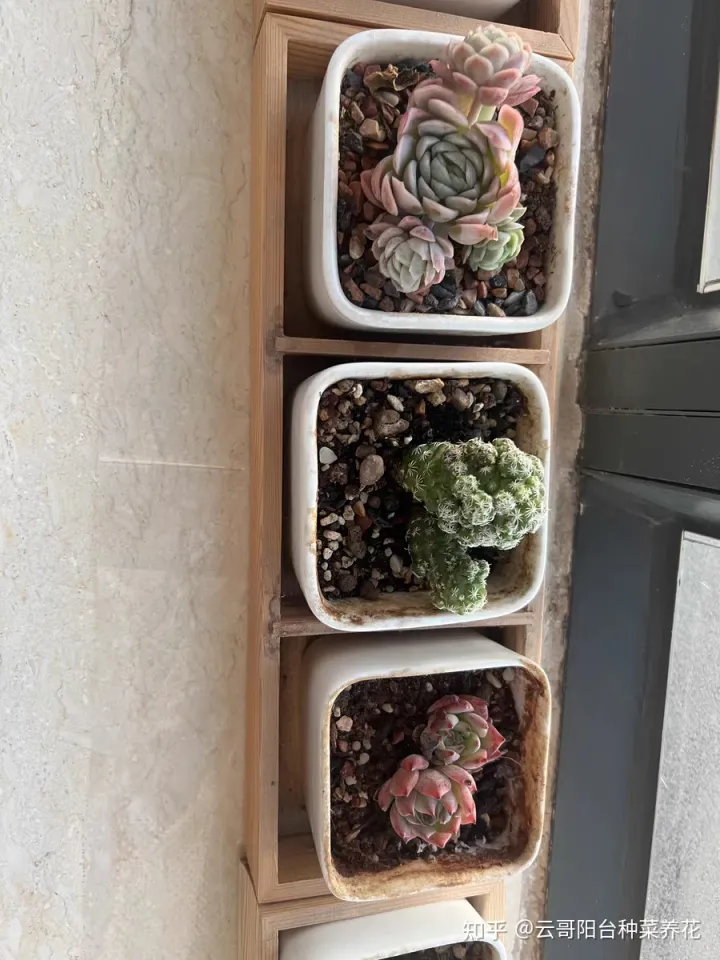 多肉植物的养护要点 多肉植物饲养注意事项
