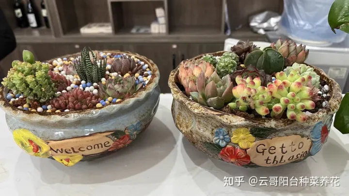 多肉植物的养护要点 多肉植物饲养注意事项