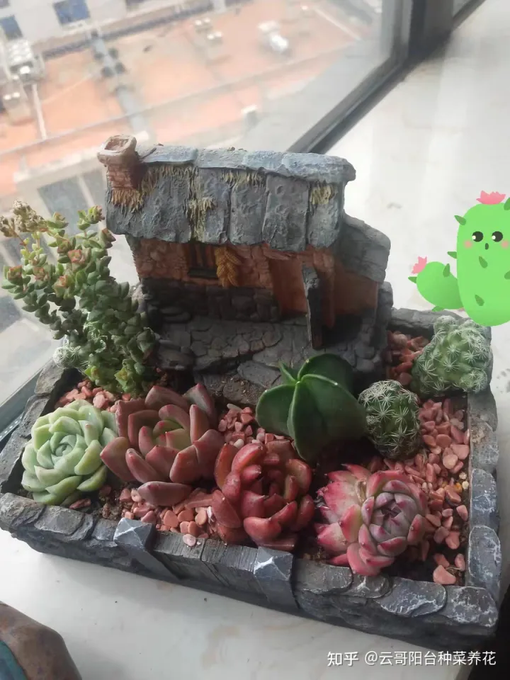 多肉植物的养护要点 多肉植物饲养注意事项