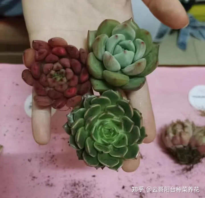 多肉植物的养护要点 多肉植物饲养注意事项